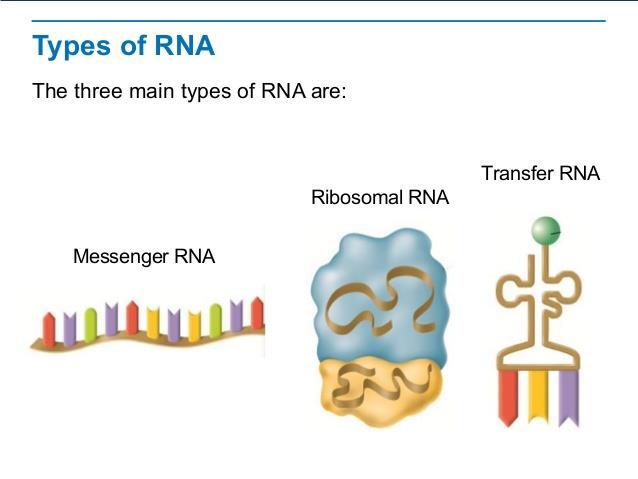 2. Transfer RNA (trna) = form of RNA that are single strands of RNA that temporarily carry a specific amino acids on one end.