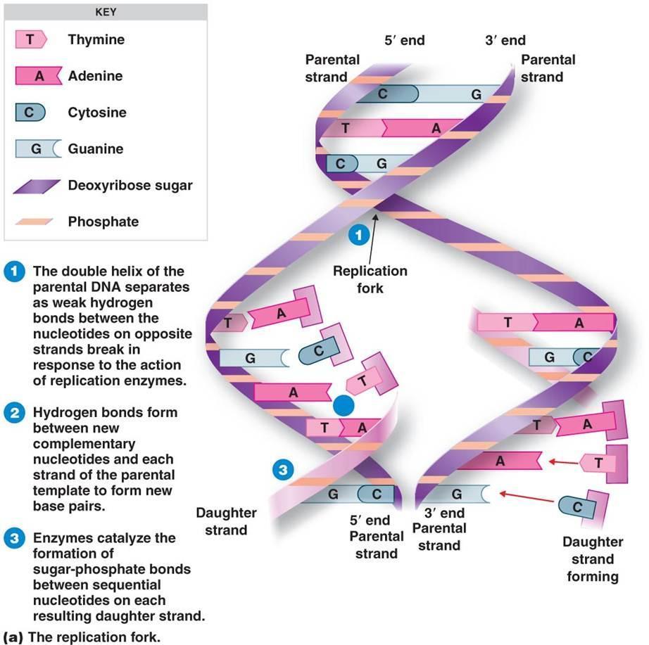 Evidence 16: Why is it important for the DNA polymerase to proofread the new strands of DNA before the cell divides? Replication does not begin at one end of the DNA molecule and end at the other.