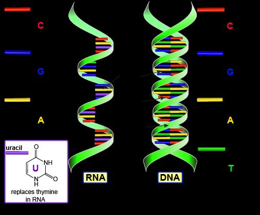 RNA DNA Consists of a single strand of Consists of 2 strands of nucleotides