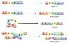 ene duplication-exchange of DN segments through crossing over during