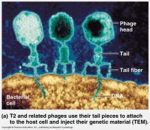 Studied viruses that infect bacteria (bacteriophage) a.