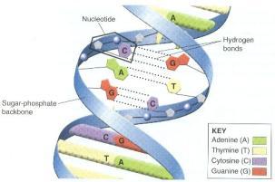 3. Nucleotides always pair in the same way a.