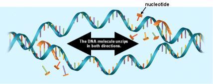 Replication copies the genetic information 1.