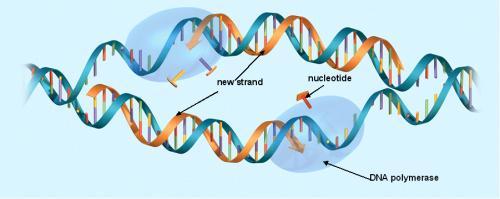 Replication assures every cell has complete set of identical genetic information B.