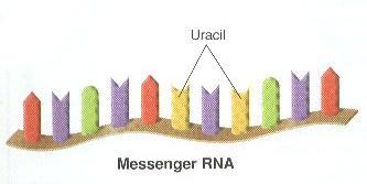 4. RN acts as messenger between nucleus and protein synthesis in