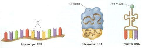 Ribosomal RN (rrn)- forms part of ribosome c.