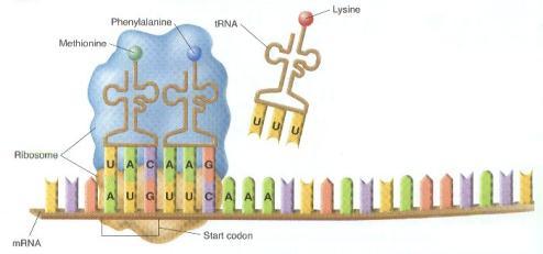 Stop codon- signals end of amino acid chain 3.