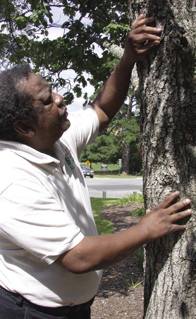 Inspecting a tree for safety may seem like a daunting