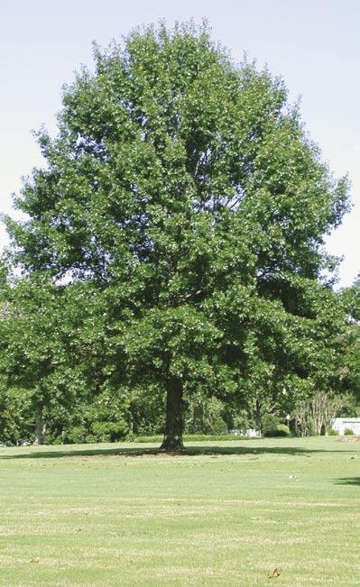 Crown Tip: Large trees should be inspected once a