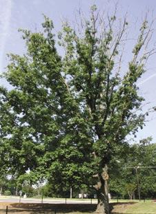 Symptom 7: Deadwood Deadwood is a fairly easy symptom to recognize. It can be a single dead limb, dieback of branches and branch tips in the crown, or it may be that the entire tree has died.
