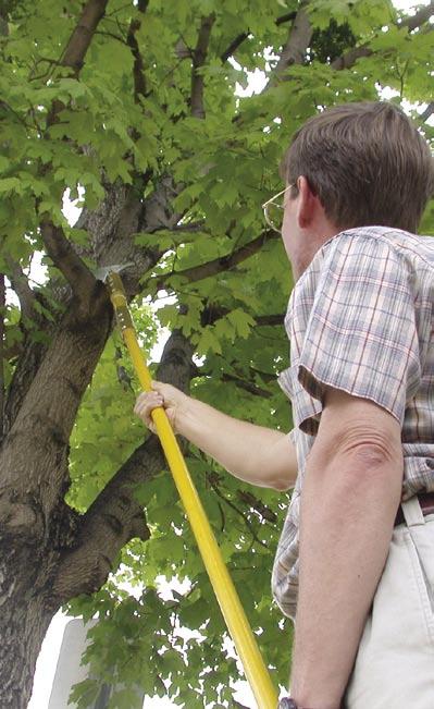 When encountering an unsafe tree problem, tackle the