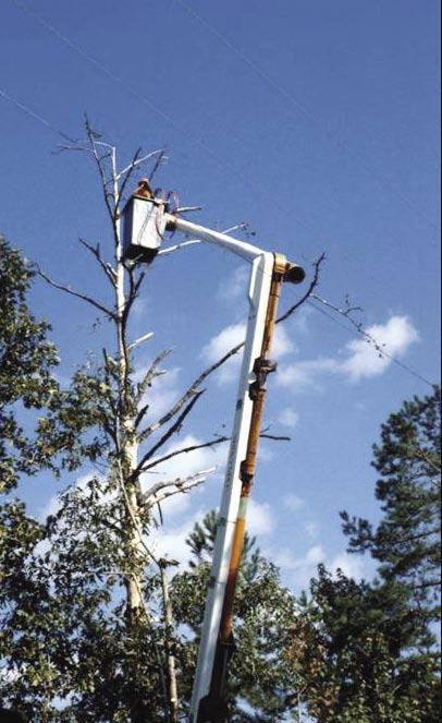 Tree work is safest for both people and trees when
