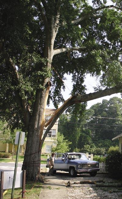 A tree is unsafe when it has a defect or condition that