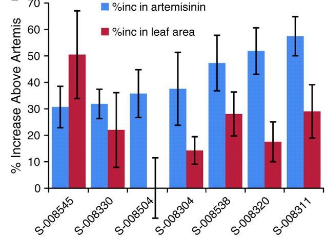Results: Use of MAS in hybrid production The increase (%) in artemisinin concentration (in blue) and leaf