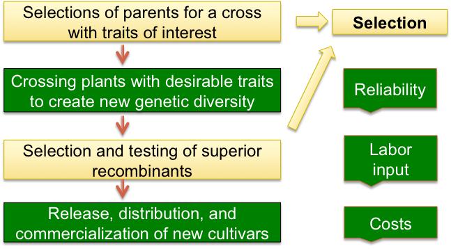 Importance of selection in plant breeding Systematic procedure for genetic improvement through crossing plants with desired traits and