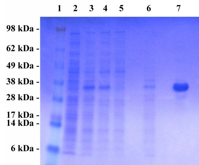 OD 450nm Example of Results The following figures demonstrate typical MuLV Core Antigen ELISA results. One should use the data below for reference only.