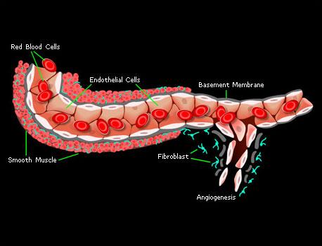 Wound Healing Injury coagulation inflammation wound healing Natural response to injury Body is able to: - regenerate