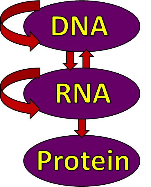 Back to the central dogma of molecular biology The DNA that we get from our parents!