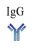 humans, only IgG type transferred to fetus Starter supply of IgG provides protection to the