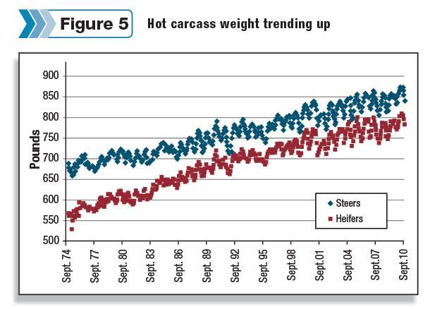 Trend in beef carcasses weights Progressive Cattleman Heavier carcasses are the trend; is it sustainable?