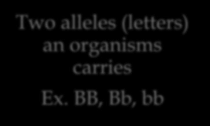 Brown Two alleles