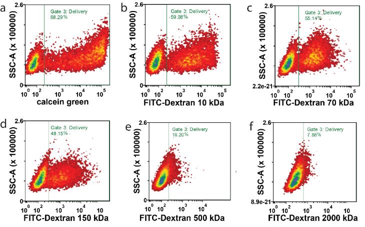 Fig. S10. FITC-dextran flow cytometry for different-sized molecules. (A) Calcein green. (B) FITC-Dextran 10 kda.