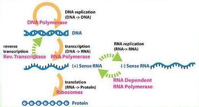 **Difference between Molecular Biology and Genetics: Molecular Biology: is a fancy term of biochemistry. It is the science that deals with DNA, RNA and their composition of nucleotides.