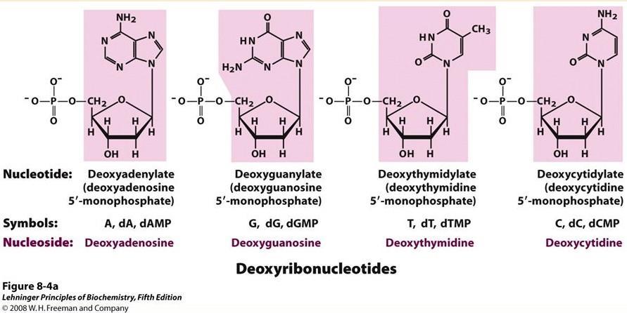 **Naming: Naming of Deoxyribonucleosides/Deoxyribonucleotides: Let s take the far-left example: Adenine + ribose = Adenosine (Nucleoside) Adenine + Deoxyribose = Deoxyadenosine (Nucleoside)