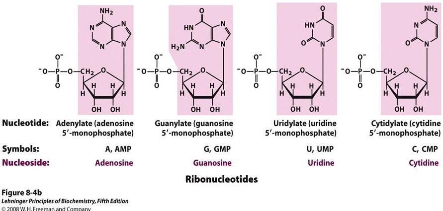 in order to specify the number of phosphate groups and avoid misunderstanding as we mentioned before) Adenine + Deoxyribose + 2 Phosphates = Deoxyadenosine 5'- diphosphate Adenine +