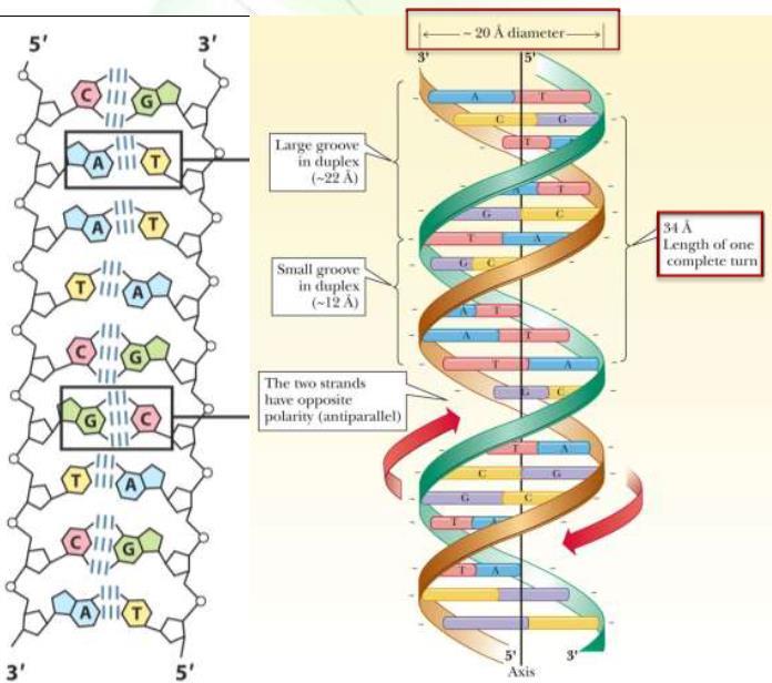 **DNA structure: The structure was resolved in 1953 by Watson and Crick. It shows the following features: 1) Double stranded helical molecule.