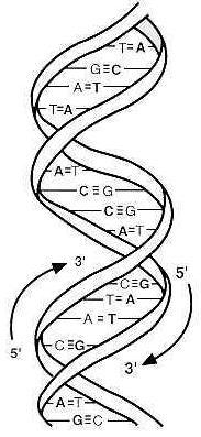 DNA STRUCTURE ACCORDING TO WATSON AND CRICK DNA is a very large polymer of nucleotides.