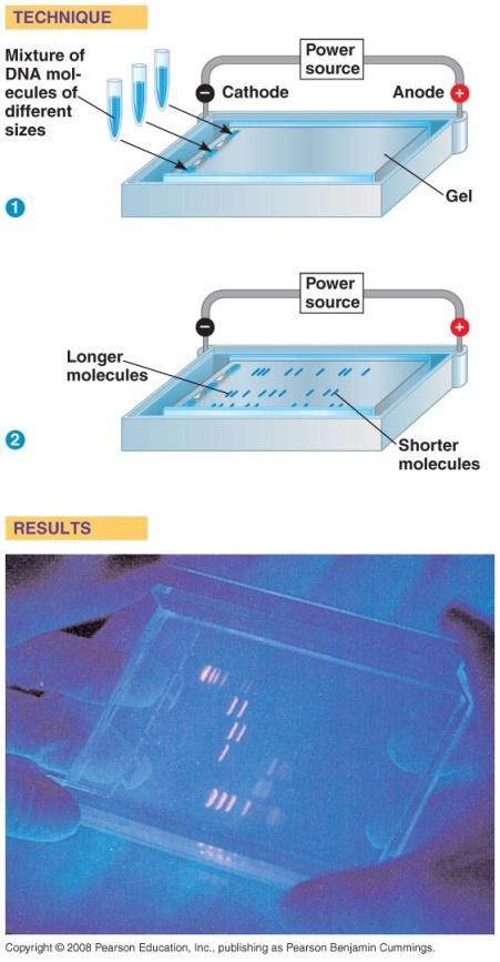 29) What is the purpose of the Polymerase Chain Reaction (demonstrated in figure 13.27)? 30) Explain the process of gel electrophoresis.