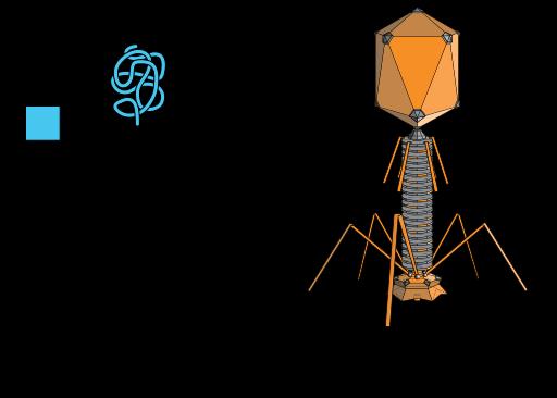 Hershey and Chase studied bacteriophage (phage=eater). Phage are bacterial viruses that infect bacteria and cause lysis of the cells.