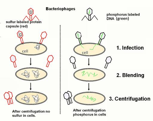 Solutions were centrifuged to isolate bacteria from the phage.