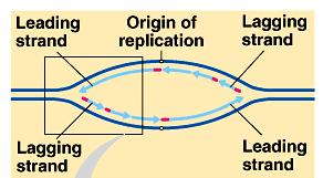 In Detail Facts: 1. DNA replication can occur in both directions 2. There can be more than one origin of replication (eukaryotes) 3.
