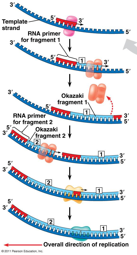 Now let s look at the Lagging Strand Primase makes the primer After the primer is made DNA pol III adds DNA bases forming an Okazaki fragment Once DNA pol III reaches the next primer it detaches