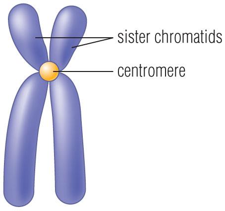 Telomere is shortened in each replication because DNA polymerase cannot begin