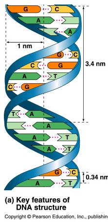 Watson & Crick realized a double Helix-structure for DNA fit the X-ray patterns Width=2nm Full Turn=3.