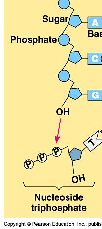 Base C 3-3' OH C 5-5 Phosphate O C 4 C 1 N-Base C 3 C 2 OH Growing DNA strand 5' New nucleotide enters as a triphosphate Nucleotide