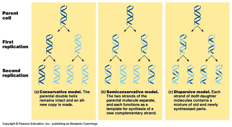 C. DNA Replication 1.