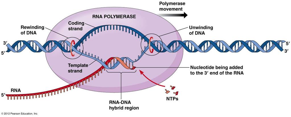 What are the three main differences between DNA and RNA? DNA Deoxyribose is the sugar Bases are AGTC Double stranded mrna rrna What are the Three types of RNA?