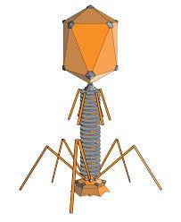 Chapter 8 Vocabulary Review Bacteriophage Viruses that infect bacteria, makes the bacteria