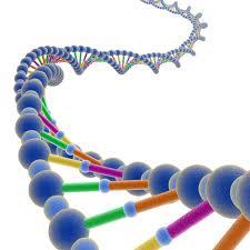 James Watson & Francis Crick Produced a structural model of the DNA double helix DNA double helix model The