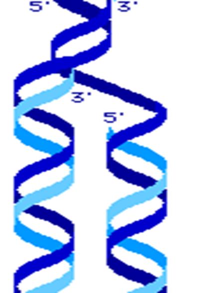 The Replication Process DNA replication is a process from which two molecules of DNA are made from one Called a semi conservative model Meaning each of the two new DNA