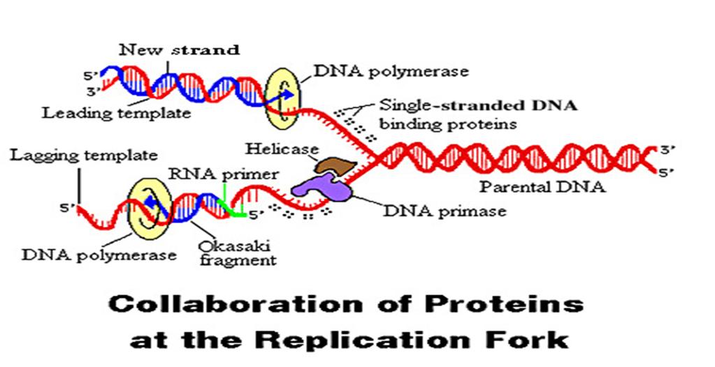 Enzymes called helicases are responsible for unraveling short segments of DNA Apr 11 4:54 PM 2.