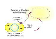 A donor bacterium dies and is degraded. 2.