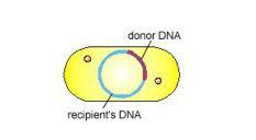 3. Nuclease enzymes then cut the bound DNA into fragments.