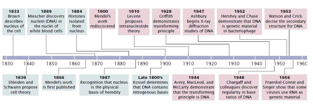 The Molecular Basis of Heredity Early Studies of DNA In 1868, Johann Friedrich Miescher graduated from medical school in Switzerland.
