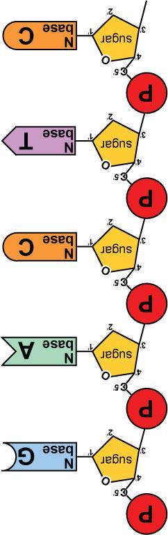 Adding bases can only add nucleotides to 3 end of a growing DNA strand