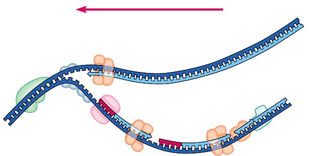 DNA polymerase I DNA polymerase III Okazaki fragments lagging strand 5 ligase 3 5 primase 3 SSB 3